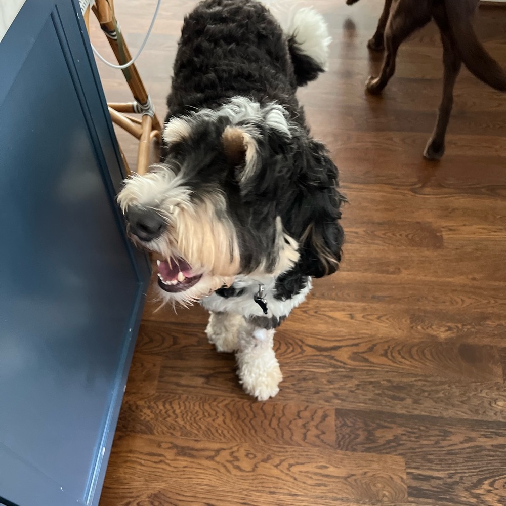 Meet your Posher, Beaux.